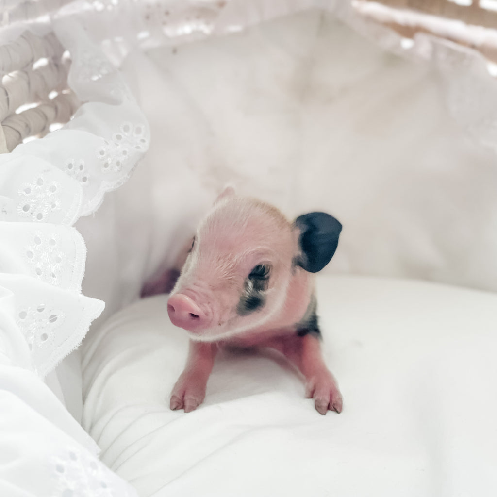 S - 01-02-23 - Ruby - Female - Juliana/American Mini Pig
