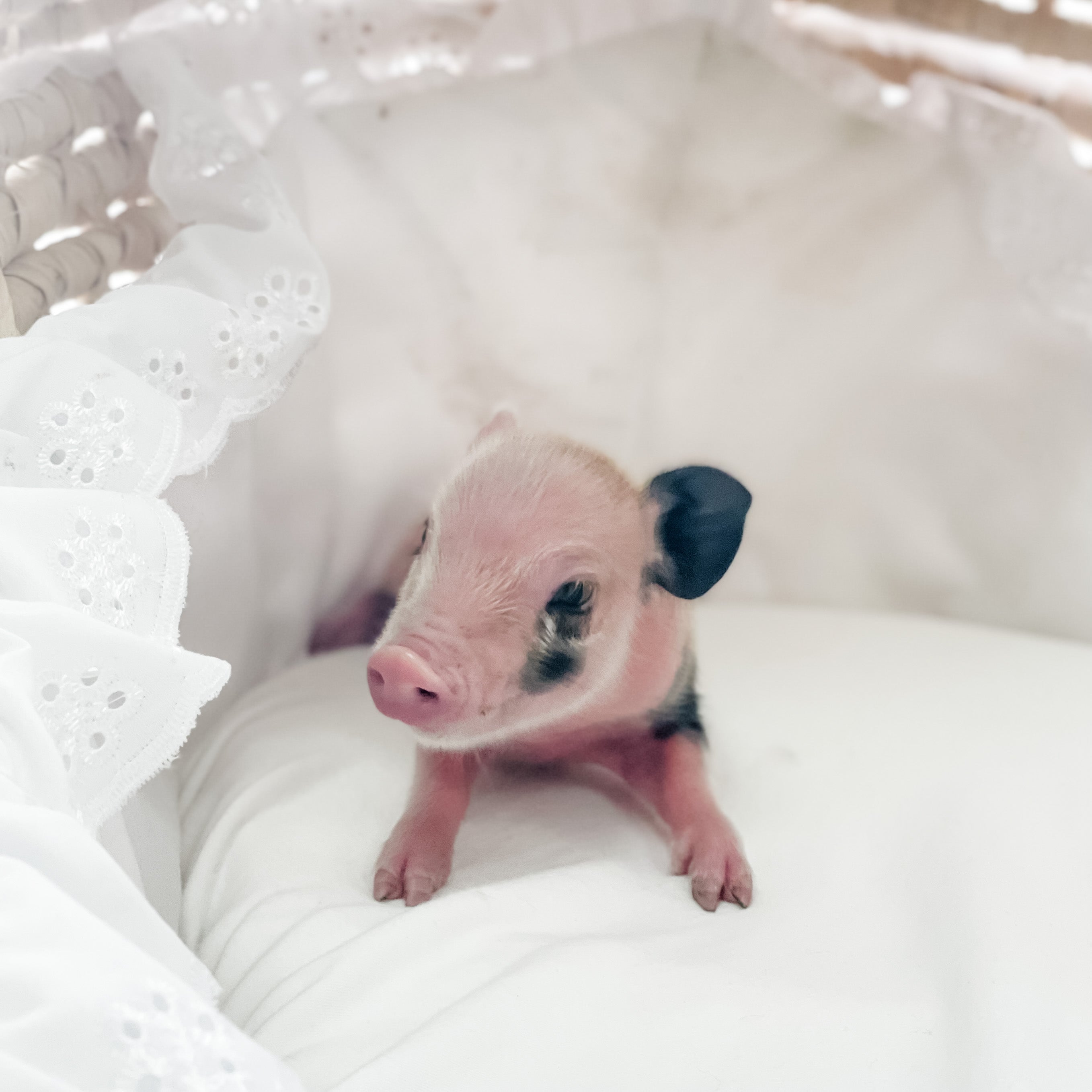 S - 01-02-23 - Ruby - Female - Juliana/American Mini Pig