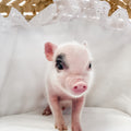 XXS - 04-11-23 - Jude - Male - Juliana Mini Pig