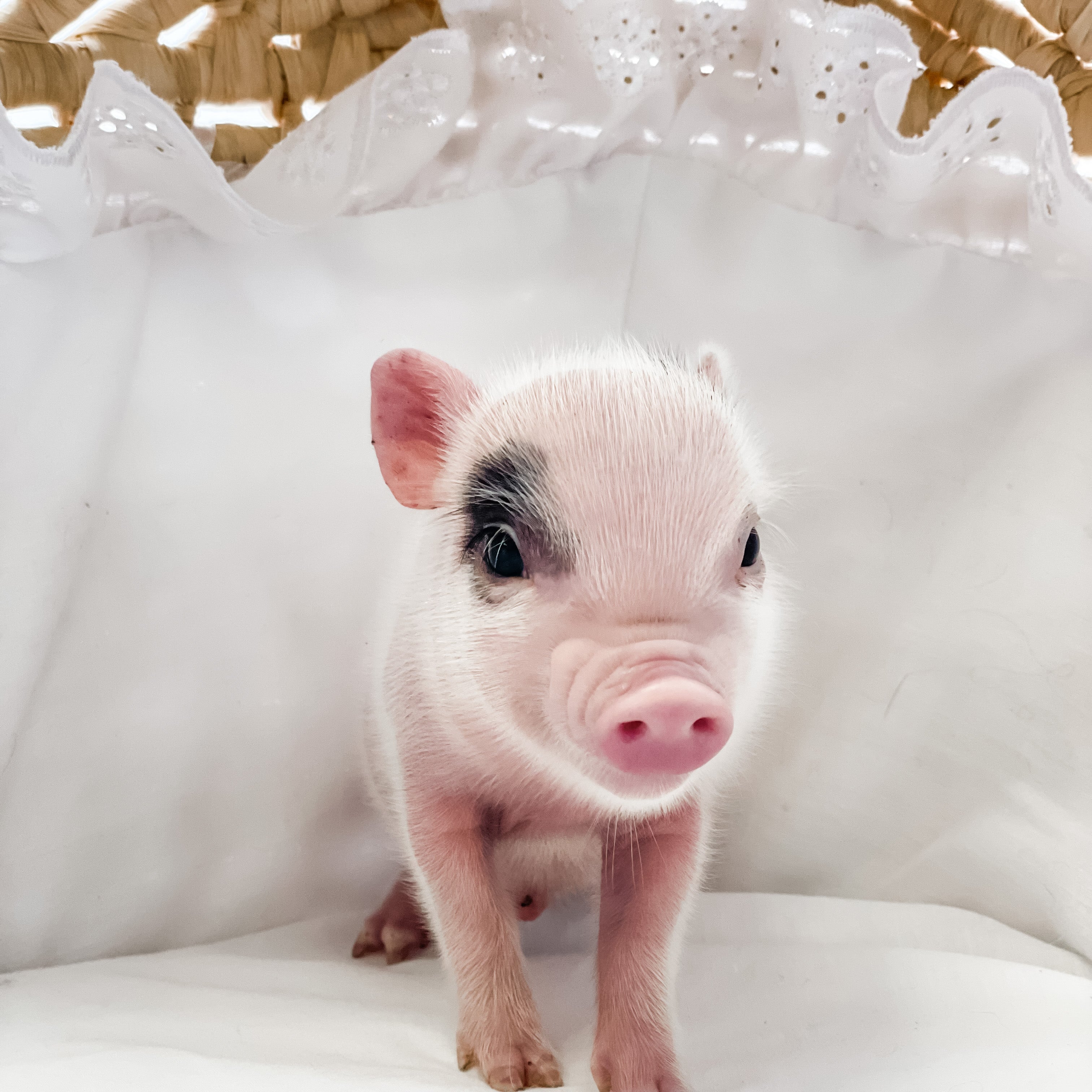 XXS - 04-11-23 - Jude - Male - Juliana Mini Pig