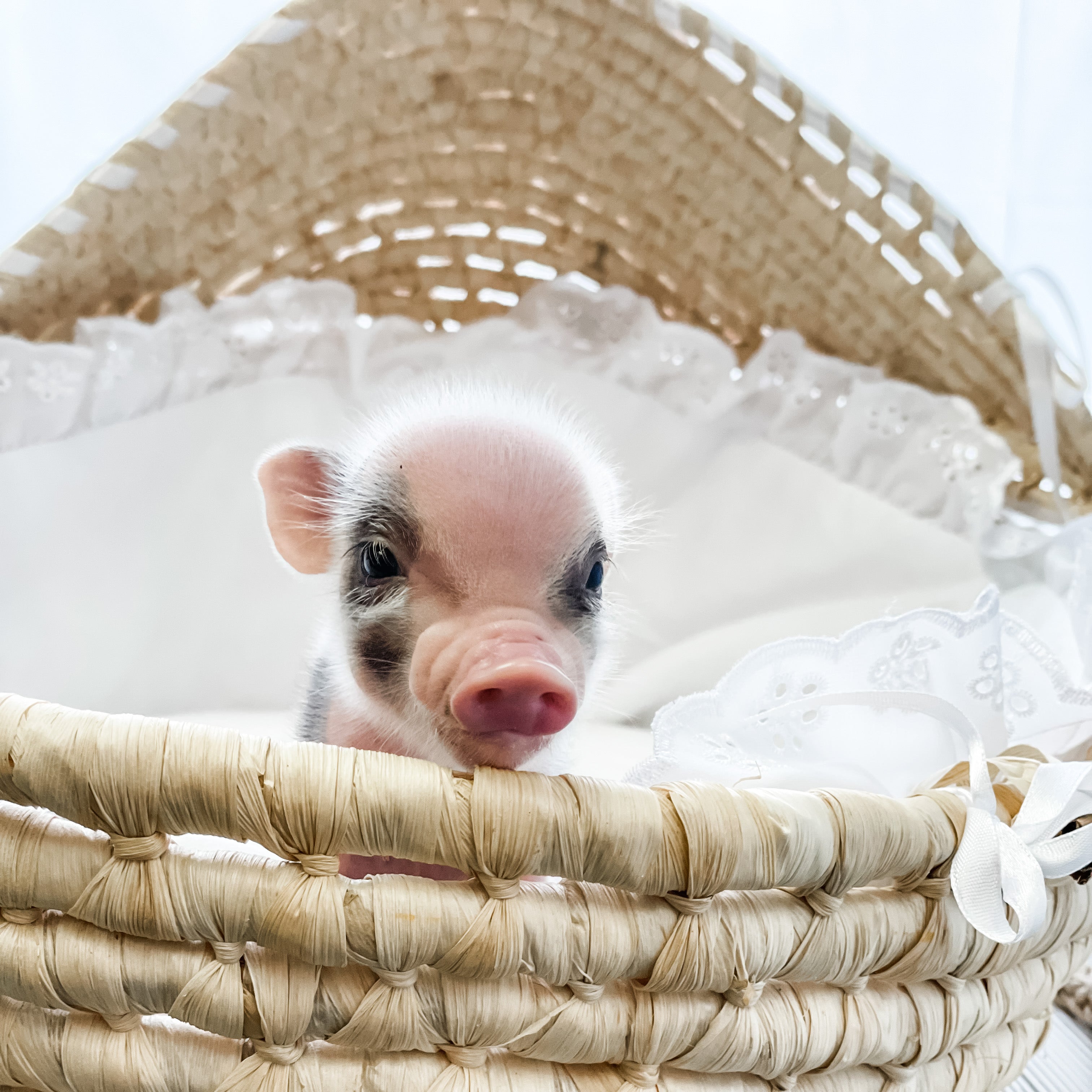 XXS - 04-03-23 - Bradley- Male - Juliana Mini Pig