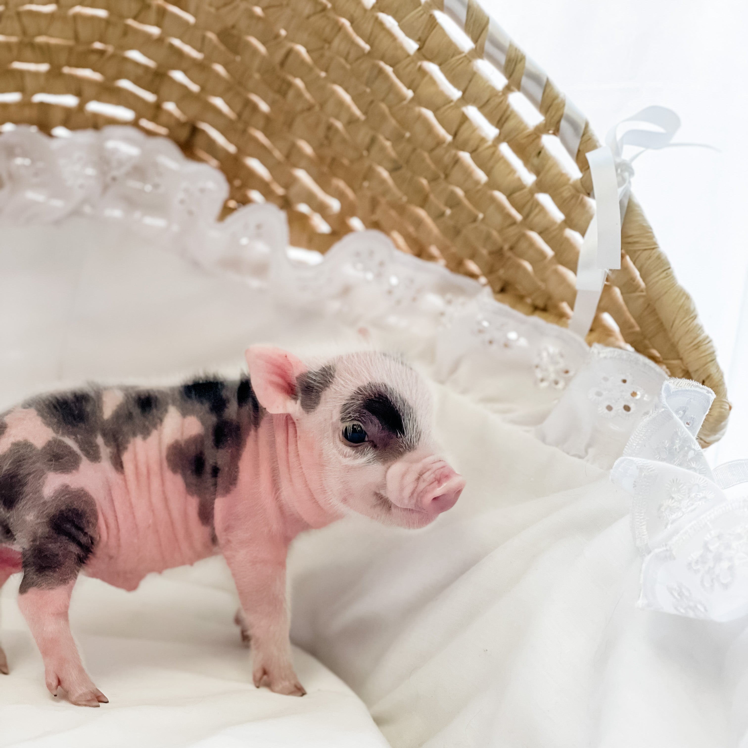 XXS - 04-11-23 - Douglas - Male - Juliana Mini Pig
