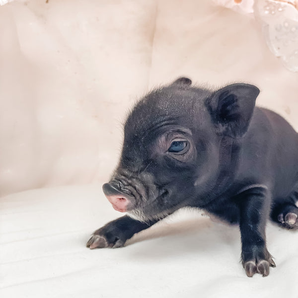 S - 01-02-23 - William - Male - Juliana/American Mini Pig