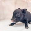 S - 01-02-23 - William - Male - Juliana/American Mini Pig