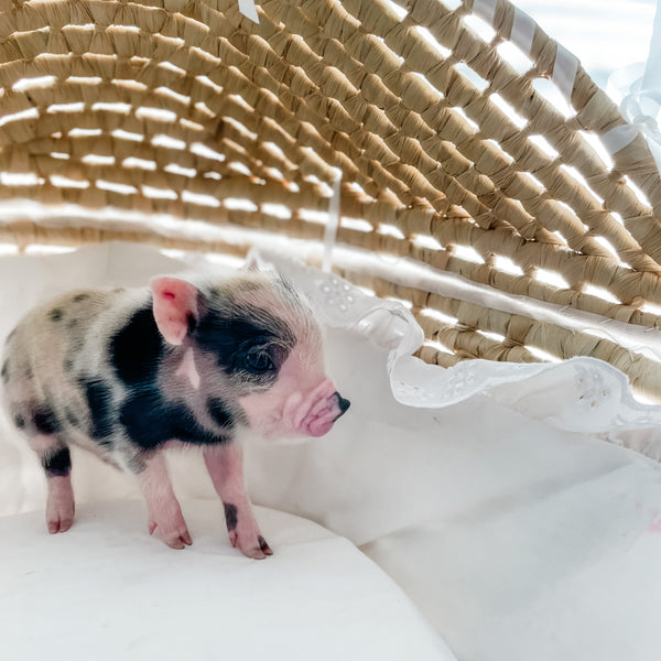 XXS - 12-06-22 - Wynonna - Female - Juliana Mini Pig