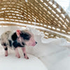 XXS - 12-06-22 - Wynonna - Female - Juliana Mini Pig