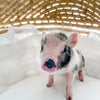 XXS - 12-06-22 - Wynonna - Female - Juliana Mini Pig