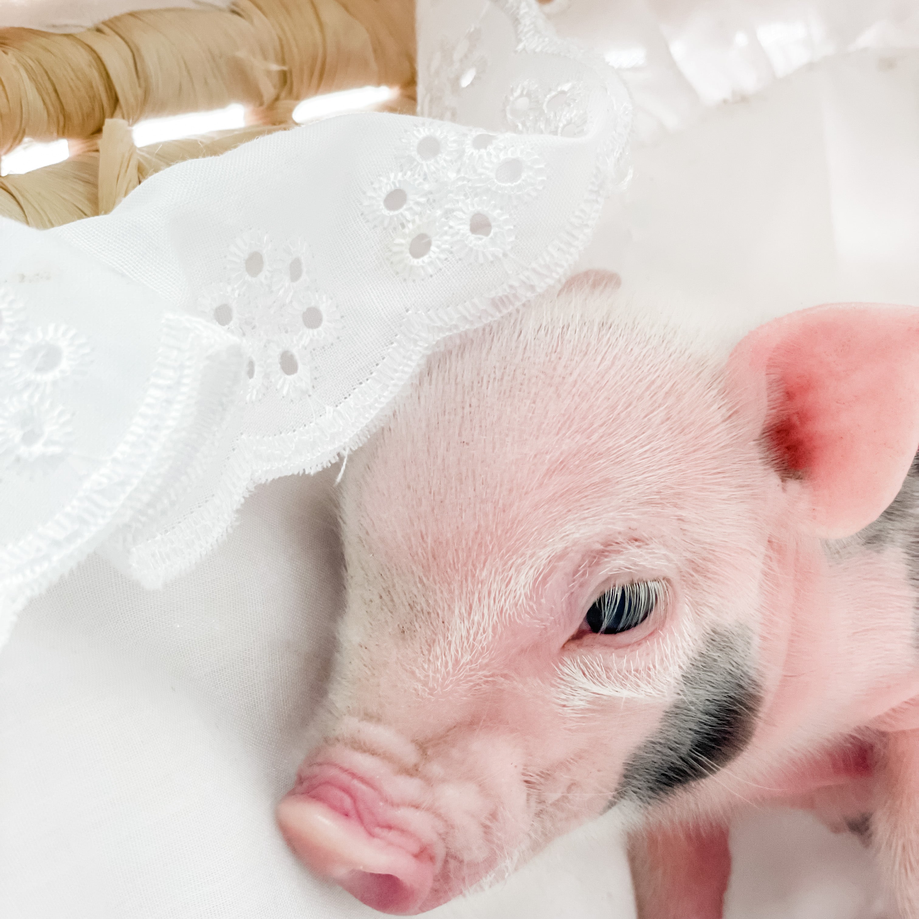 S - 01-02-23 - Lily - Female - Juliana/American Mini Pig