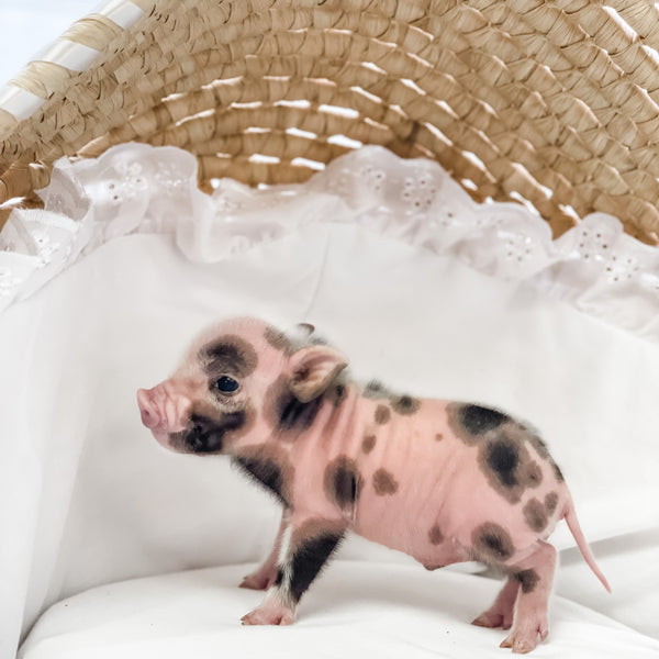 XXS - 04-03-23 - Sampson- Male - Juliana Mini Pig