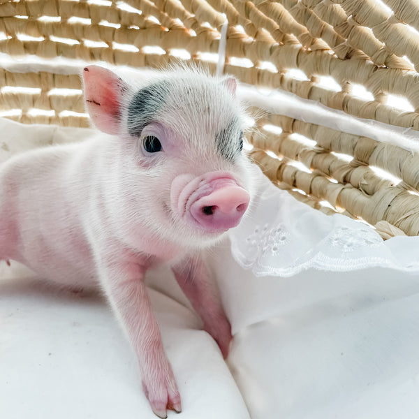 XXS - 12-06-22 - Hank - Male - Juliana Mini Pig