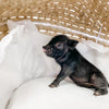 XS - 11-02-22 - Wyatt - Male - Juliana Mini Pig