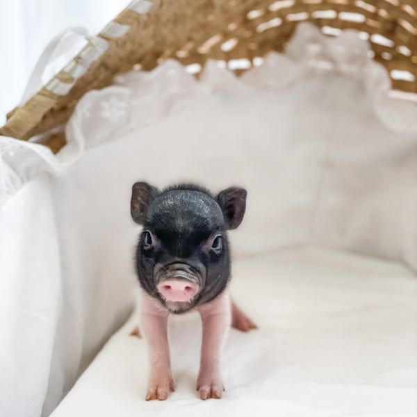 BR -  XXS - 04-11-23 - Layla- Female - Juliana Mini Pig