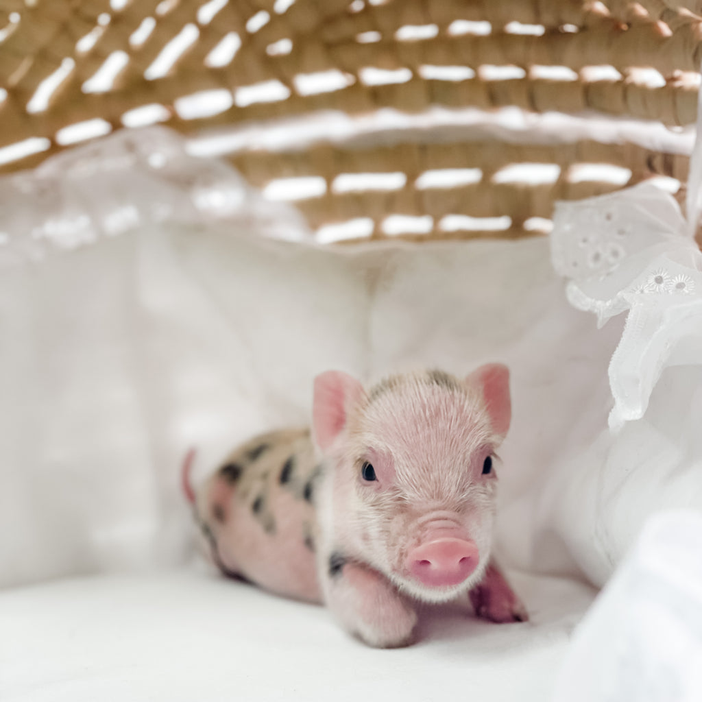 S - 01-02-23 - Caroline - Female - Juliana/American Mini Pig