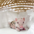 S - 01-02-23 - Caroline - Female - Juliana/American Mini Pig