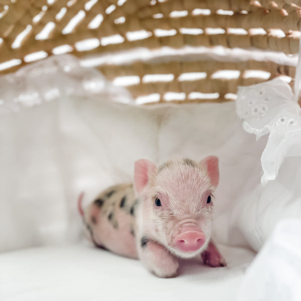 S - 01-02-23 - Caroline - Female - Juliana/American Mini Pig
