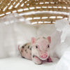 S - 01-02-23 - Caroline - Female - Juliana/American Mini Pig