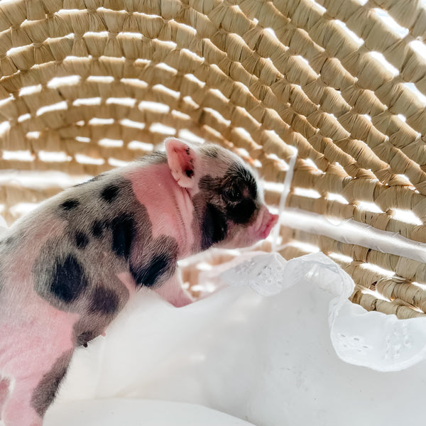 XXS - 12-06-22 - Molly - Female - Juliana Mini Pig
