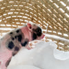 XXS - 12-06-22 - Molly - Female - Juliana Mini Pig