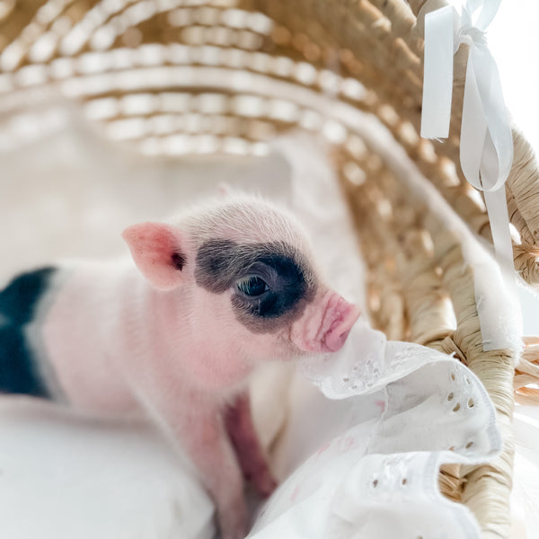 XXS - 12-06-22 - Ace - Male - Juliana Mini Pig