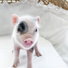 XXS - 04-11-23 - Douglas - Male - Juliana Mini Pig