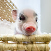 XXS - 04-03-23 - Sampson- Male - Juliana Mini Pig