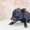 S - 01-02-23 - William - Male - Juliana/American Mini Pig