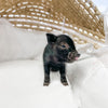 XS - 11-02-22 - Wyatt - Male - Juliana Mini Pig