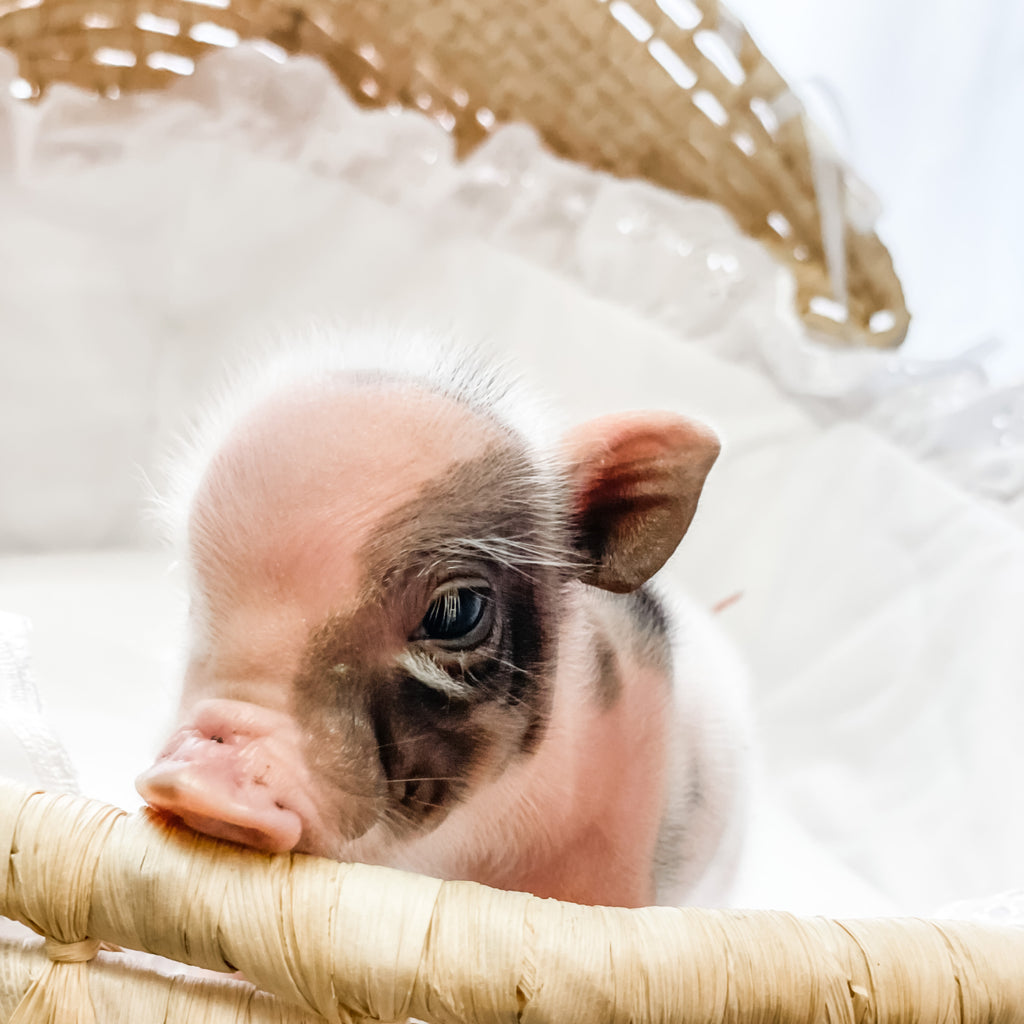 BR- XXS - 04-03-23 - Dwight- Male - Juliana Mini Pig