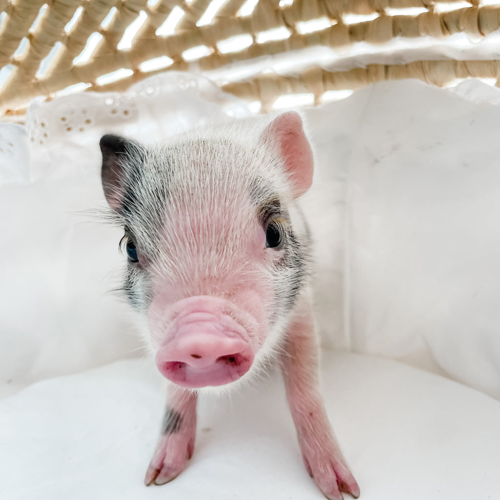 XXS - 12-06-22 - Wayne - Male - Juliana Mini Pig