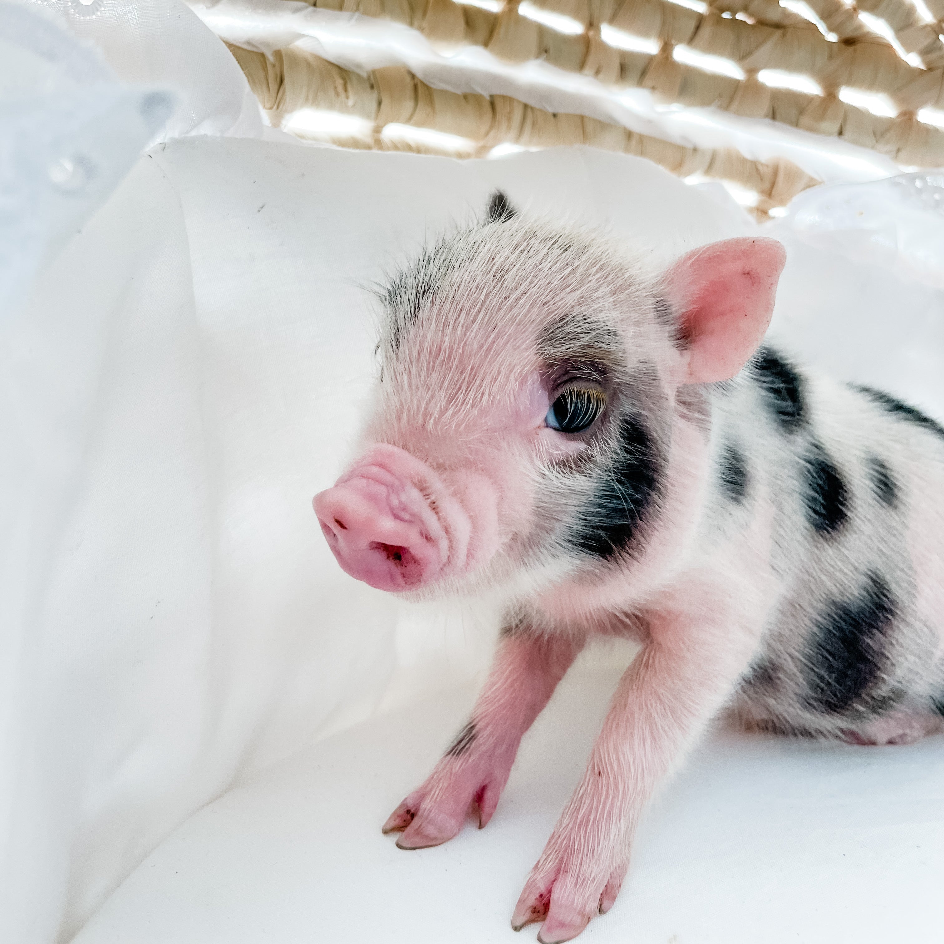 XXS - 12-06-22 - Wayne - Male - Juliana Mini Pig