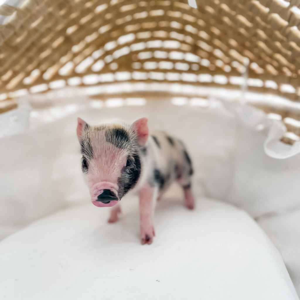 XXS - 12-06-22 - Wynonna - Female - Juliana Mini Pig