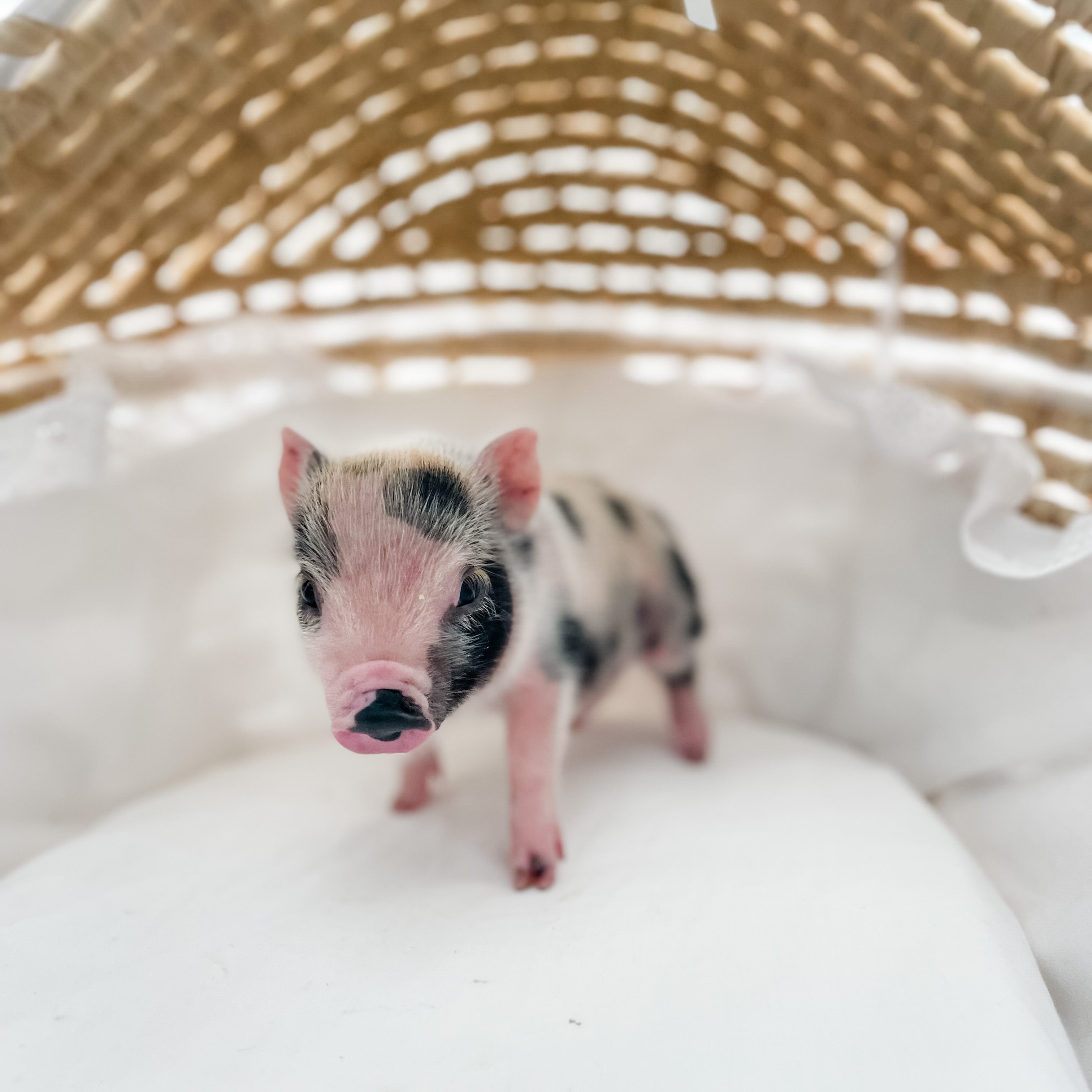 XXS - 12-06-22 - Wynonna - Female - Juliana Mini Pig