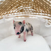 XXS - 12-06-22 - Wynonna - Female - Juliana Mini Pig