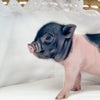 XXS - 04-11-23 - Franklin - Male - Juliana Mini Pig