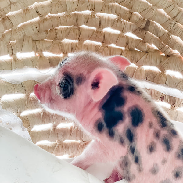 S - 01-02-23 - Charles - Male - Juliana/American Mini Pig