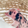 S - 01-02-23 - Charles - Male - Juliana/American Mini Pig