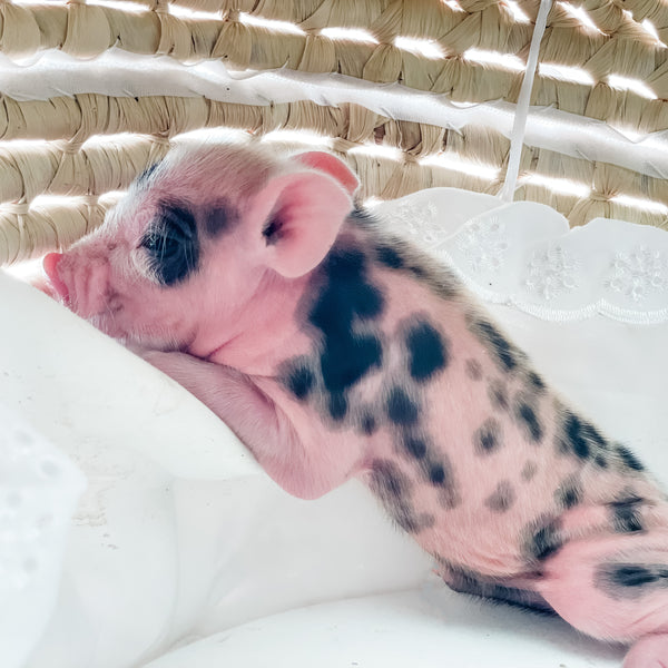 S - 01-02-23 - Charles - Male - Juliana/American Mini Pig
