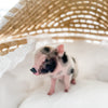 XXS - 12-06-22 - Wynonna - Female - Juliana Mini Pig