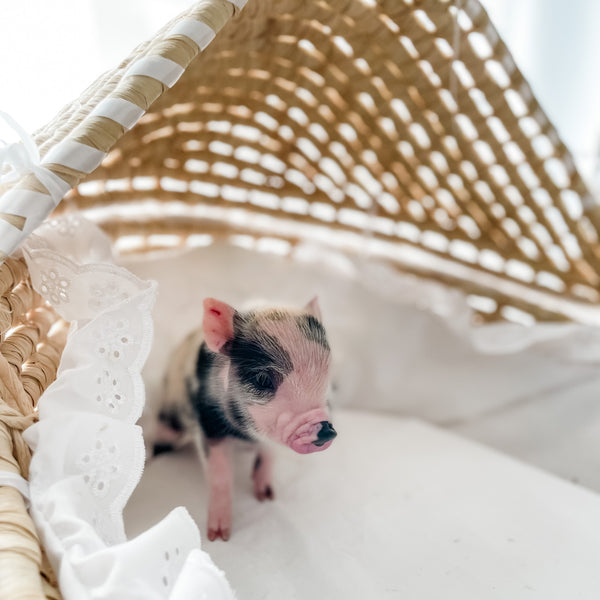 XXS - 12-06-22 - Wynonna - Female - Juliana Mini Pig