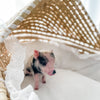 XXS - 12-06-22 - Wynonna - Female - Juliana Mini Pig