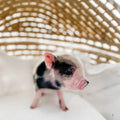 XXS - 12-06-22 - Wynonna - Female - Juliana Mini Pig