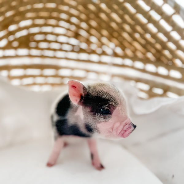 XXS - 12-06-22 - Wynonna - Female - Juliana Mini Pig