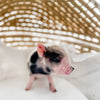 XXS - 12-06-22 - Wynonna - Female - Juliana Mini Pig