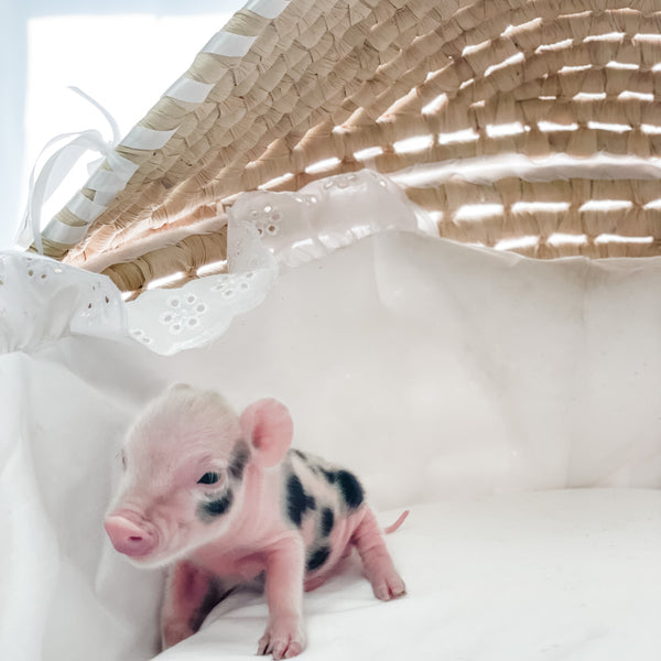 S - 01-02-23 - Lucky - Male - Juliana/American Mini Pig