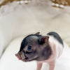 XXS - 04-11-23 - Franklin - Male - Juliana Mini Pig