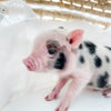 XXS - 12-06-22 - Wayne - Male - Juliana Mini Pig