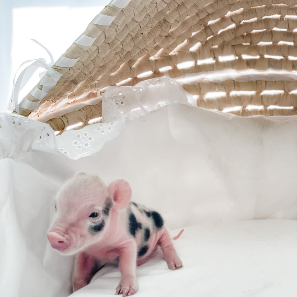 S - 01-02-23 - Lily - Female - Juliana/American Mini Pig