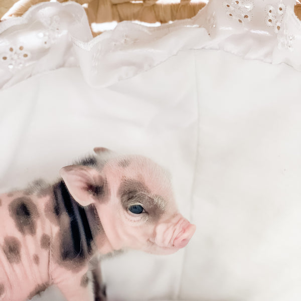 XXS - 04-03-23 - Sampson- Male - Juliana Mini Pig