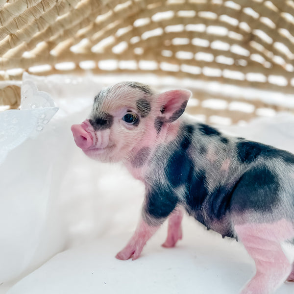 XXS - 12-06-22 - Molly - Female - Juliana Mini Pig