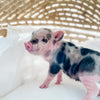 XXS - 12-06-22 - Molly - Female - Juliana Mini Pig